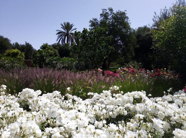 Family house to rent 12km from Marrakech - Emile Garcin Maroc - Image 14